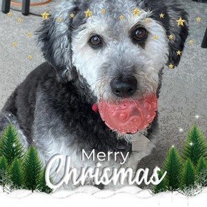 Meet your Posher, Terry